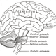 Illustration for article titled Doctors Discover A Woman With No Cerebellum